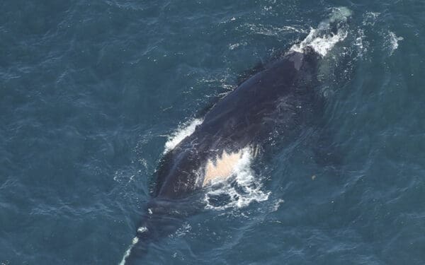 Right whale with visible propeller scars