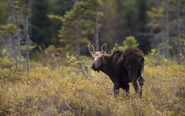 A young bull moose looks back at the camera amongst a field of yellow-green plants.