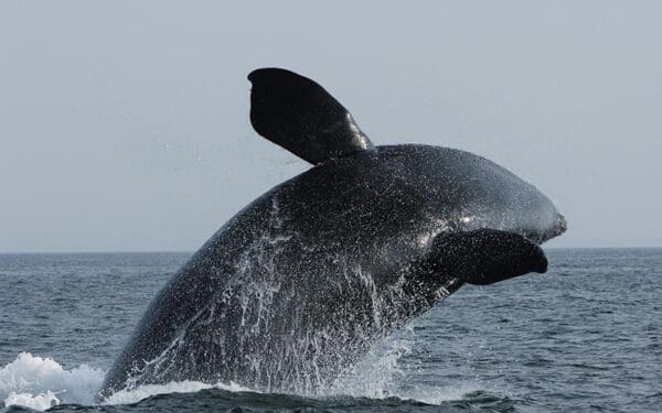 Right whale breaching the surface of the water