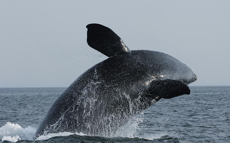 Right whale breaching the surface of the water